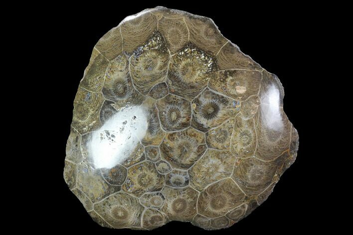 Polished Fossil Coral (Actinocyathus) - Morocco #100703